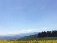 2017-04-23 15-20-26 f466e3af  mustard